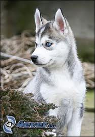 Huský Zvedavý