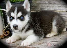 Husky ModroOký