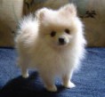 /album/fotogaleria/a040727-doggy-06-jpg/