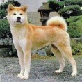 /album/fotky-plemien/akita-jpg/